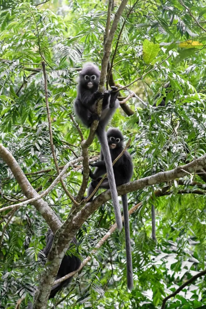 dusky leaf monkeys