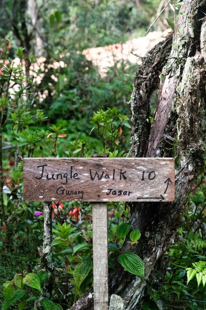 jungle walk cameron highlands