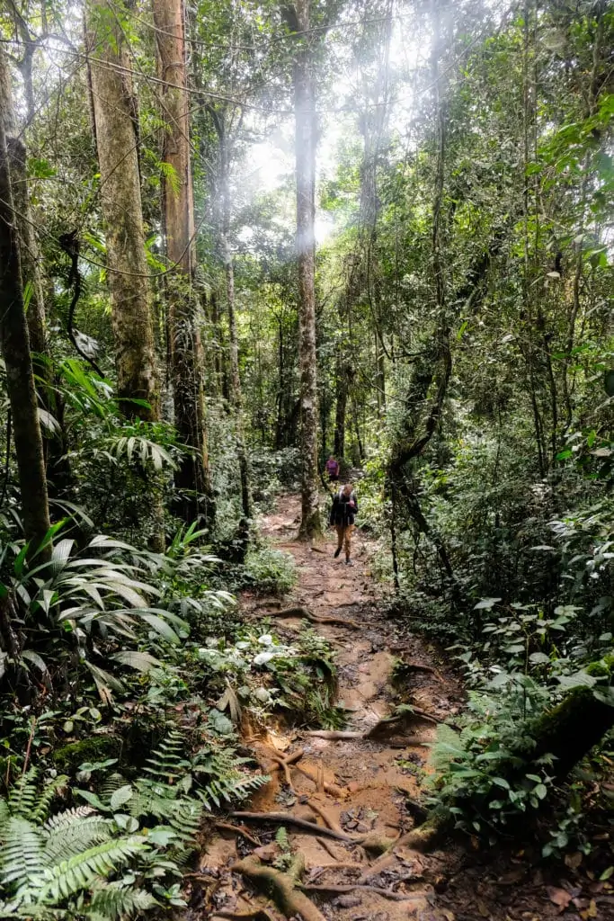 jungle walk cameron highlands