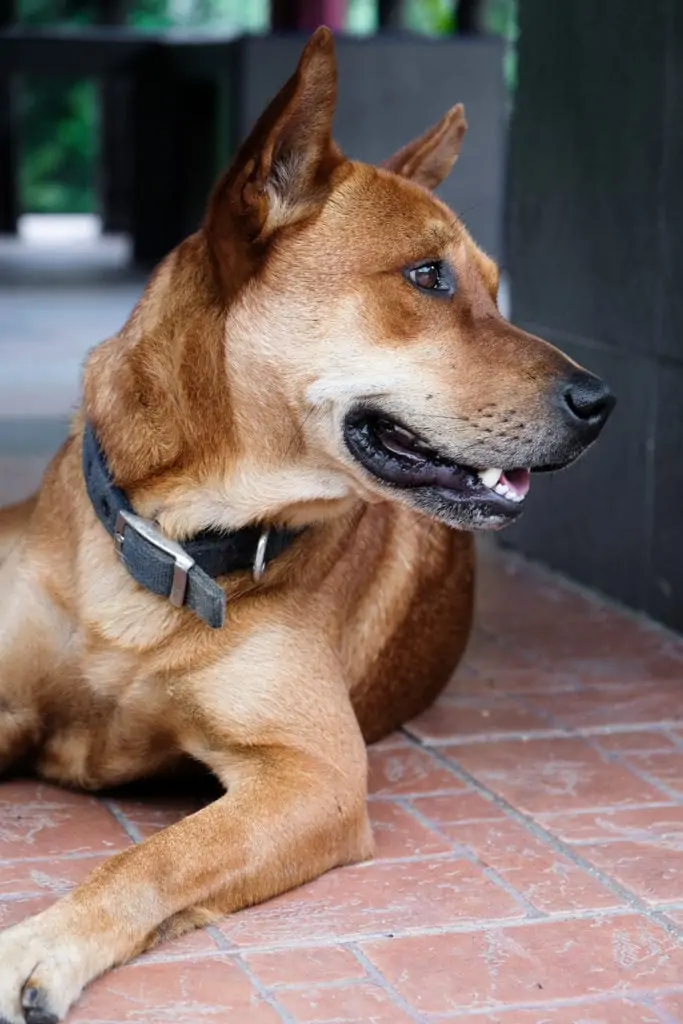 dog in cameron highlands